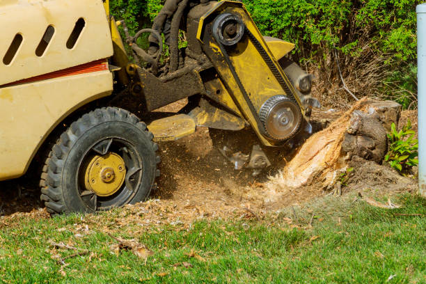 The Steps Involved in Our Tree Care Process in Royston, GA